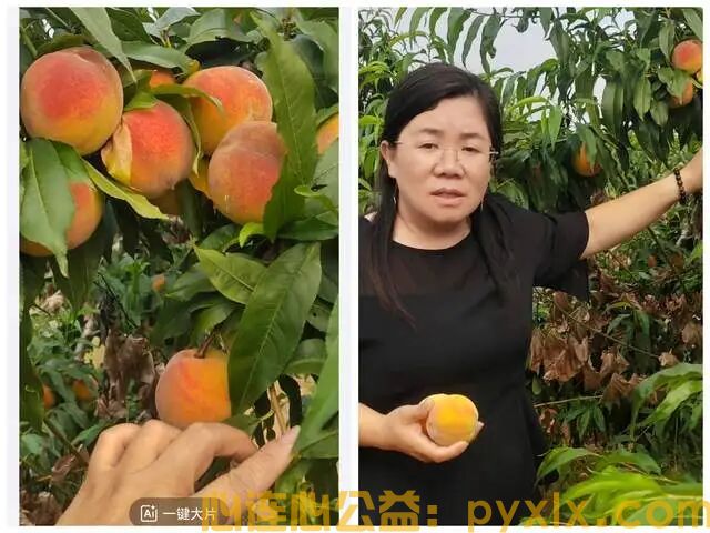 平邑助农鲜桃滞销，两家公益组织联手抢收，化解果农燃眉之急(图5)